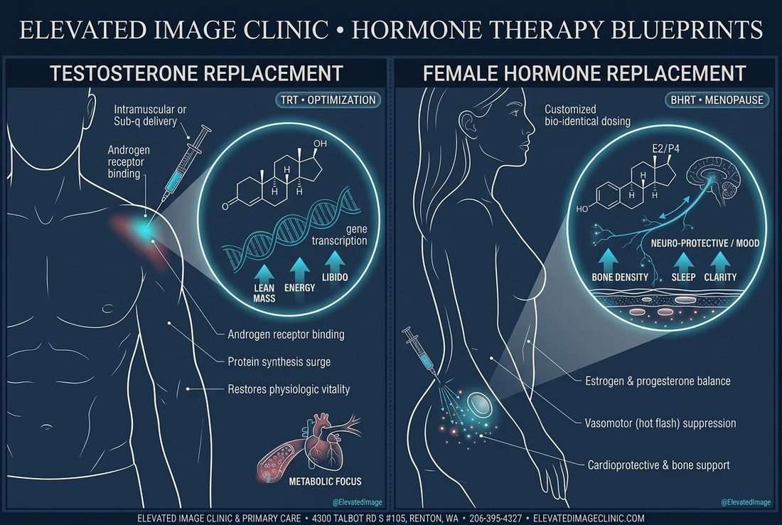 Diagram of how testosterone replacement (TRT) and female hormone replacement (BHRT) work in the body at the cellular level